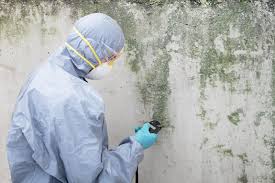 Best Mold Damage Restoration  in Prairie Heights, WA